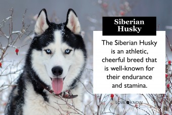 Caractéristiques du sympathique Husky sibérien (avec des images adorables) 