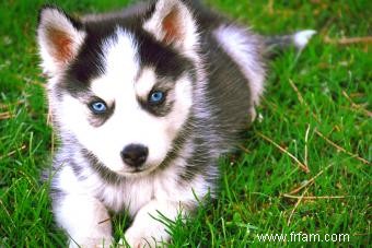 Caractéristiques du sympathique Husky sibérien (avec des images adorables) 