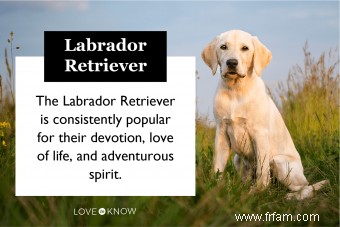 Guide ultime du Labrador Retriever (votre nouveau meilleur ami) 