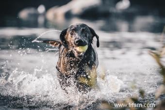 Guide ultime du Labrador Retriever (votre nouveau meilleur ami) 