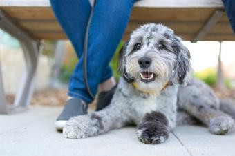 Introduction ultime à l Aussiedoodle et à ses caractéristiques 