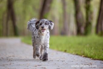 Introduction ultime à l Aussiedoodle et à ses caractéristiques 