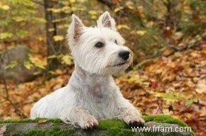 Caractéristiques et problèmes de santé du West Highland Terrier 