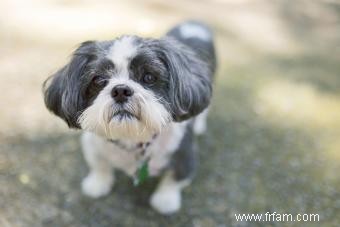 Qu est-ce qu un mélange Shih Poo? Faits et caractéristiques clés 