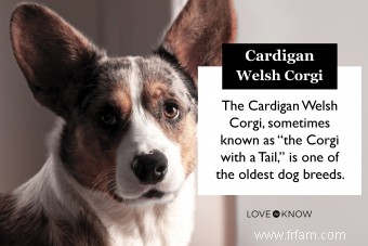 Qu est-ce qui rend le cardigan Welsh Corgi unique en son genre ? 