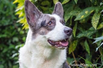 Qu est-ce qui rend le cardigan Welsh Corgi unique en son genre ? 