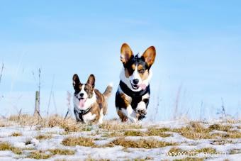 Qu est-ce qui rend le cardigan Welsh Corgi unique en son genre ? 