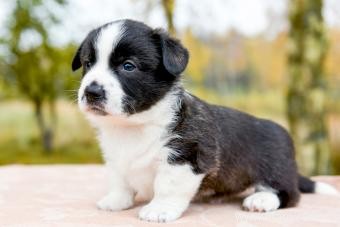 Qu est-ce qui rend le cardigan Welsh Corgi unique en son genre ? 