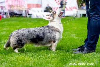 Qu est-ce qui rend le cardigan Welsh Corgi unique en son genre ? 