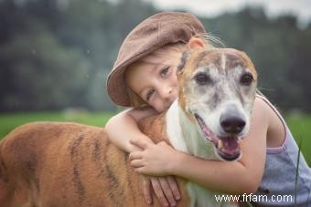 D où vient la race de chiens Greyhound et comment en prendre soin au mieux 