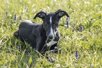 D où vient la race de chiens Greyhound et comment en prendre soin au mieux 