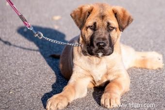 Qui est la race de chien Cane Corso ? 