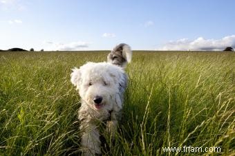 Qui est le vieux chien de berger anglais ? 