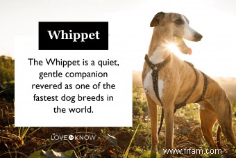 Qui est la race de chien Whippet ? 