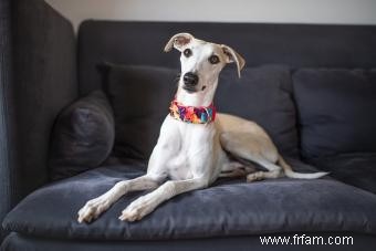 Qui est la race de chien Whippet ? 