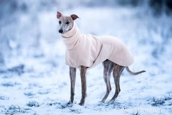 Qui est la race de chien Whippet ? 