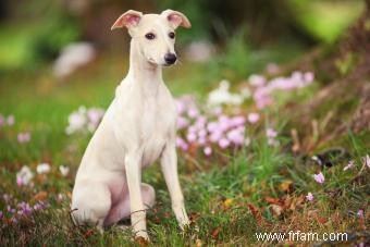 Qui est la race de chien Whippet ? 