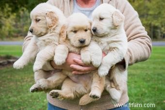 Pourquoi le Golden Retreiver est si aimé :caractéristiques et personnalité explorées 