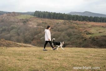 Le chien Mountain Cur fonctionnera-t-il avec votre famille ? 