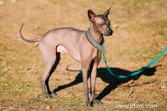 Xoloitzcuintli :le chien de garde vigilant des anciens aztèques 