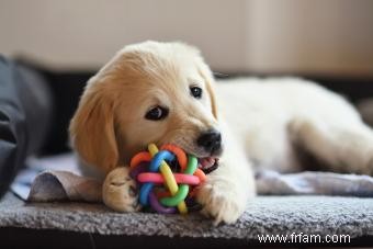 Plus de 200 noms mignons de Golden Retriever pour ces chiens classiques 