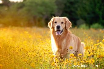 Plus de 200 noms mignons de Golden Retriever pour ces chiens classiques 