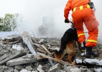 26 chiens célèbres qui ont changé l histoire 