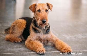 36 races de chiens hypoallergéniques :faciles à aimer et à vivre 