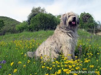 36 races de chiens hypoallergéniques :faciles à aimer et à vivre 