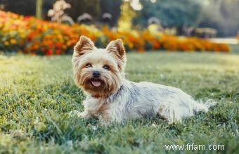 36 races de chiens hypoallergéniques :faciles à aimer et à vivre 