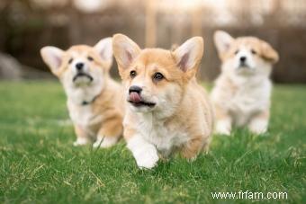 77 noms de corgi mignons débordant de personnalité 