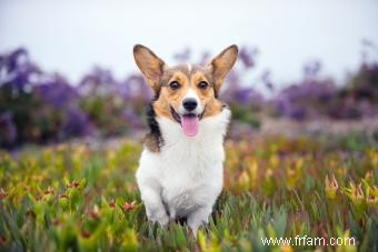 77 noms de corgi mignons débordant de personnalité 