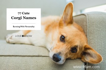 77 noms de corgi mignons débordant de personnalité 