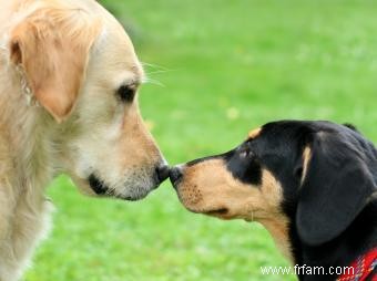 Conseils sur la meilleure façon d introduire des chiens 