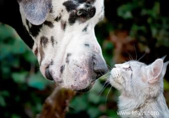 Les chats et les chiens peuvent-ils être amis ? Conseils pour entretenir cette relation 