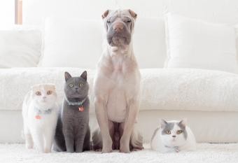 Les chats et les chiens peuvent-ils être amis ? Conseils pour entretenir cette relation 