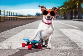 Noms de chiens sympas :avoir le chien le plus cool de la ville 