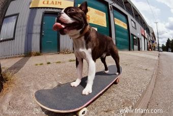 Noms de chiens sympas :avoir le chien le plus cool de la ville 