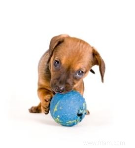 Concevoir une salle de jeux pour chiens 