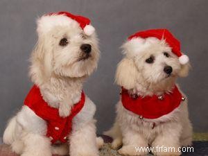 Cartes de Noël de race de chien à acheter ou à fabriquer 