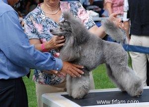 Tout ce que vous devez savoir sur les dresseurs d expositions canines 