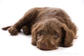 Trouver des éleveurs de Labradoodle miniatures responsables 