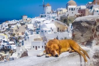 Noms de chiens de la mythologie grecque dignes de Zeus lui-même 