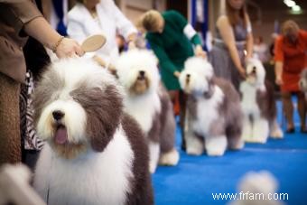 Liste des fournitures et des sources d exposition canine 