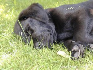 Éleveurs de Labrador Retriever de San Diego 