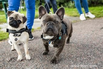 Conseils pour ramener un nouveau chien à la maison 