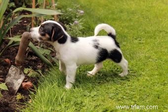 Conseils pour ramener un nouveau chien à la maison 