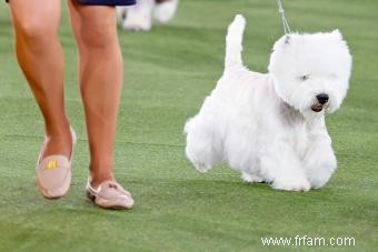 Qui sont les maîtres-chiens ? Réponses à vos questions 