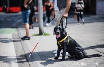 Pourquoi les chiens sont-ils meilleurs que les chats ? 15 raisons convaincantes 