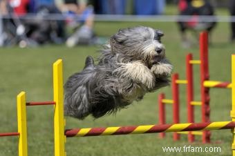 Liste des 30 races de chiens de berger (avec des caractéristiques clés) 